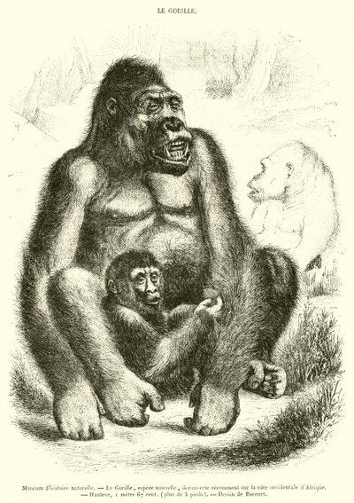 Natuurhistorisch museum, De gorilla door French School