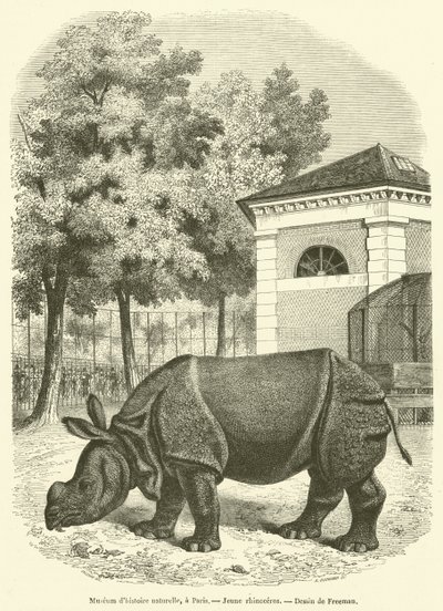 Natuurhistorisch Museum, in Parijs, jonge neushoorn door French School