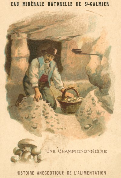 Paddestoelenkweker (chromolitho) door French School