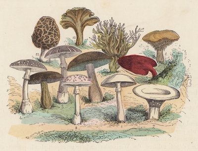 Paddenstoelen door French School