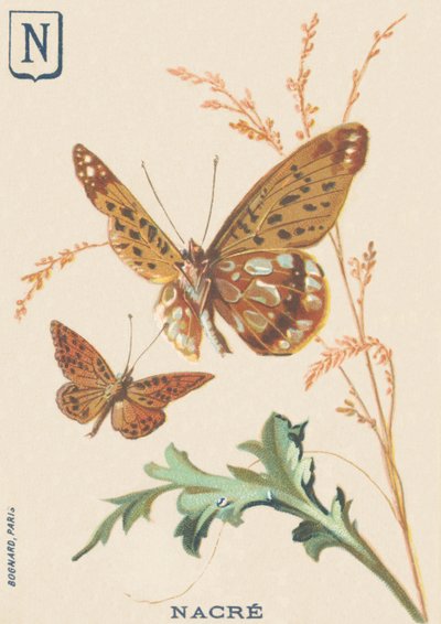 Moeder van Parel (Fabriciana adippe of Grote Moeder van Parel) door French School