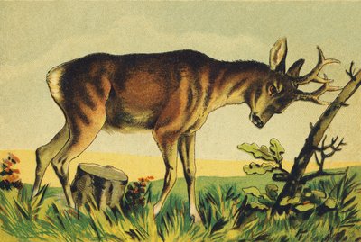 N Nangueur (vulgair naam van de lama-antilope) door French School