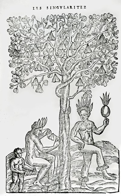 Nana fuit, geneeskrachtige plant, illustratie uit Singulariteiten van Frankrijk Antarctique, door Andre de Thevet, 1558 door French School