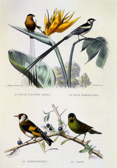 Natuurhistorische Plaat: Vogels: La Veuve à quatre brins, La Veuve dominique, Le chardonneret, Le Tarin - werken van Buffon, volume V, 19e eeuw door French School