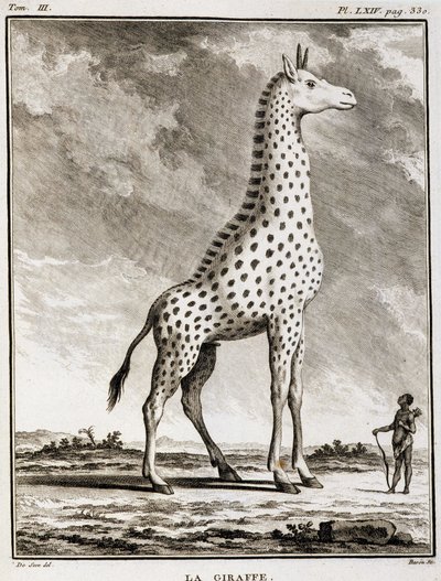 Natuurhistorische plaat: De Giraffe - in 