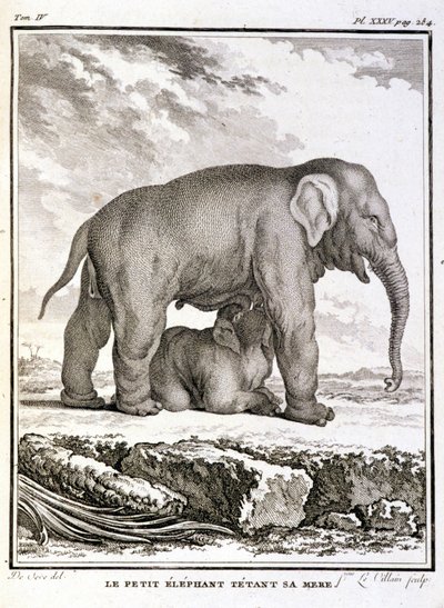 Natuurhistorische plaat: Het kleine olifantje plaagt haar moeder - in 