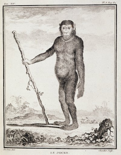 Natuurhistorische plaat: De jocko - in 