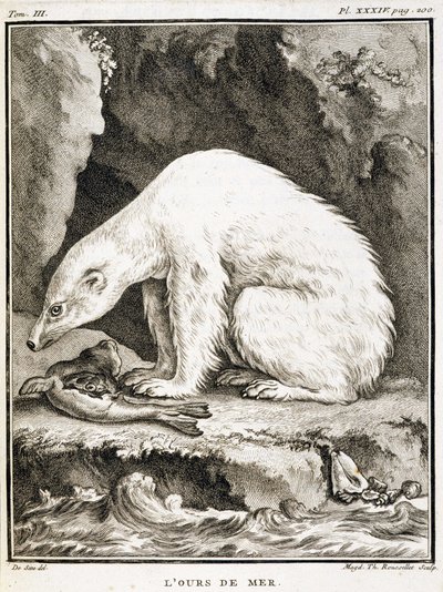 Natuurhistorisch bord: De zeebeer die zich voedt met een zeehond - in 