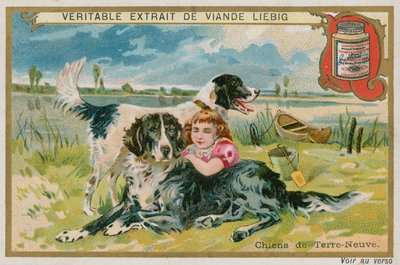 Newfoundland honden door French School