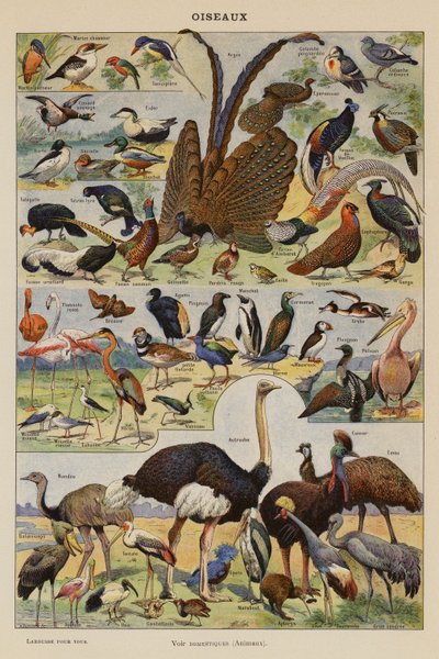 Vogels door French School