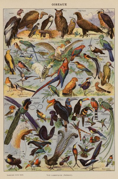 Vogels door French School