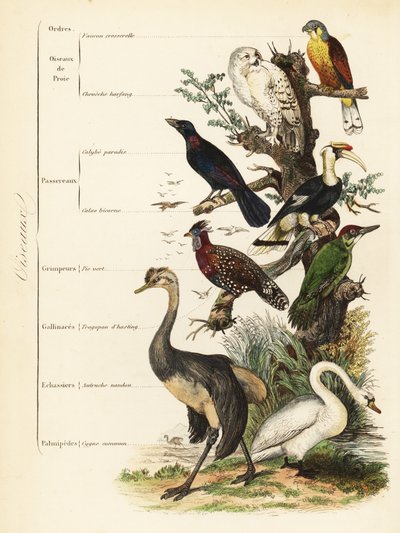 Ordes van vogels: torenvalk, Falco tinnunculus, kwetsbare sneeuwuil, Bubo scandiacus, grote blauw-oogspreeuw, Lamprotornis chalybaeus, grote neushoornvogel, Buceros bicornis, Europese groene specht, Picus viridis, westelijke tragopan, Tragopan melanocephal door French School