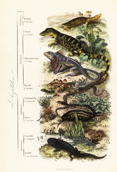 Ordes van reptielen: kwetsbare Indiase weekschildpad, Nilssonia gangetica, brilkaaiman, Caiman crocodilus, kraaghagedis, Chlamydosaurus kingii, gewone schubvoet, Pygopus lepidopudus, Europese glasslang, Pseudopus apodus, gewone adder door French School