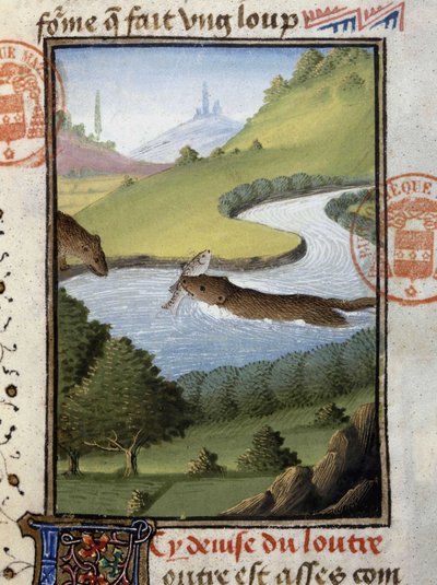 Otter - in 