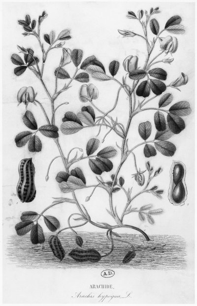 Pinda (Arachis hypogaea) door French School