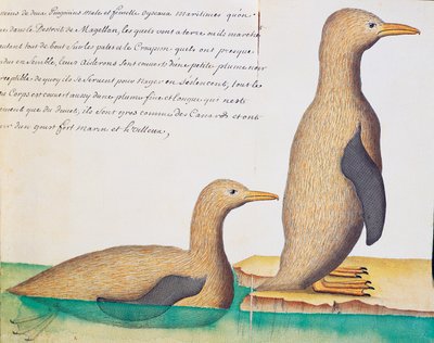 Pinguïns, Straat Magellaan, aquarel uit logboek door Jacques Gouin de Beauchesne, kapitein van Compagnie royale de la Mer du Sud, 1698-1701 door French School
