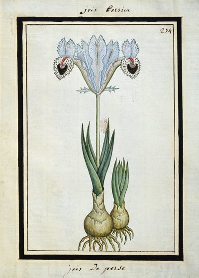 Perzische iris, c.1700 door French School
