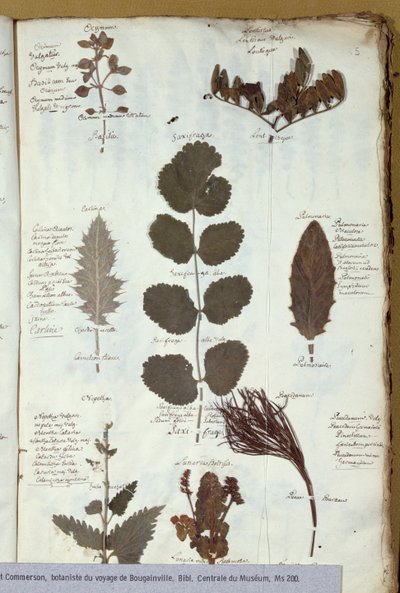 Herbarium van Philibert Commersons (1727-73) door French School