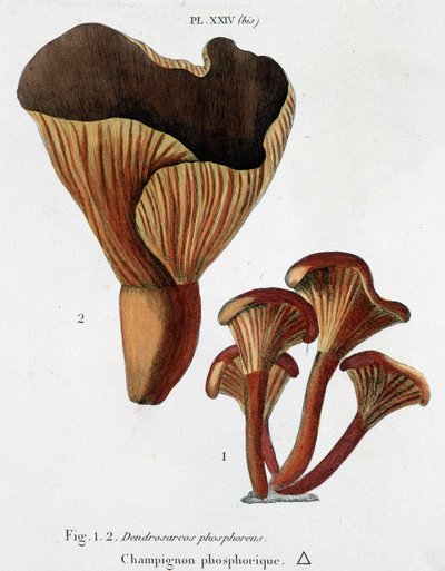 Fosforische paddenstoel in Jean Jacques Paulet 