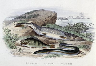 Vissen: De snoek, de baars, de paling - in 