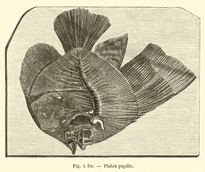 Platax papilio door French School