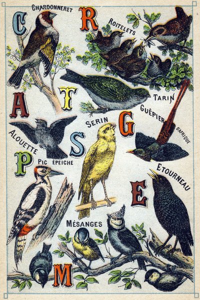 Plaat 1: Chardonneret, Roitelets, Tarin, Leeuwerik, Serin, Afrikaanse Bijeneter, Specht, Spreeuw, Mezen. Gravure in "Syllabary alphabet of birds". Serie A. Pellerin et Cie, drukkers-uitgevers, Epinal, eind 19e eeuw. Chromolithografieën. Klein 8-pagina