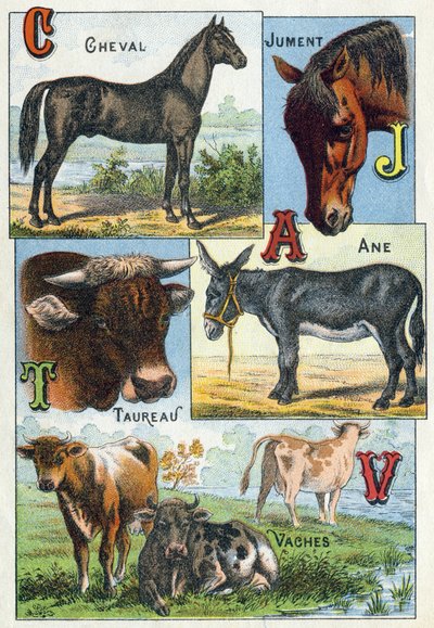 Plaat 1: Paard, Merrie, Stier, Ezel, Koeien. Gravure in "Syllabary alphabet of domestic animals and farmyard". Serie A. Pellerin et Cie, drukkers-uitgevers, Epinal, eind 19e eeuw. Chromolithografieën door French School