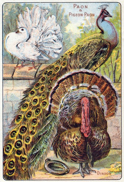 Plaat 1: Pauw en pauwduif, Turkije. Gravure in "Syllabisch alfabet van vogels en reptielen". Serie A. Pellerin et Cie, drukkers-uitgevers, Epinal, eind 19e eeuw. Chromolithografieën. Klein 8-pagina reclamealbum met een syllabisch alfabet en een door French School
