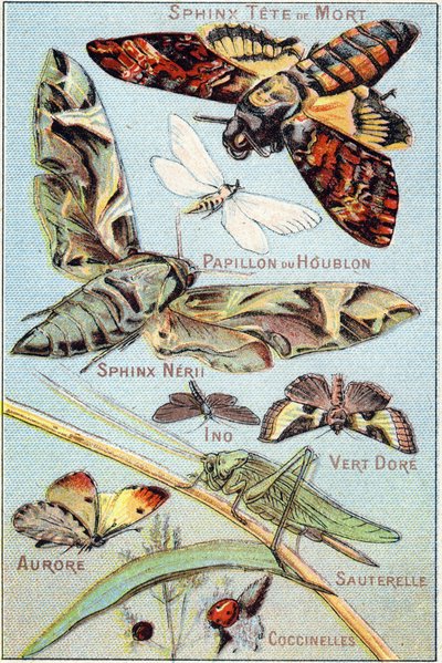 Plaat 1: Schedel Sfinx, Hop Vlinder, Sfinx Neri, Ino, Goud Groen, Aurora, Sprinkhaan, Lieveheersbeestjes. Gravure in "Syllabary alphabet of butterflies and insects". Serie A. Pellerin et Cie, drukkers-uitgevers, Epinal, eind 19e eeuw. Chromolithografieën. door French School