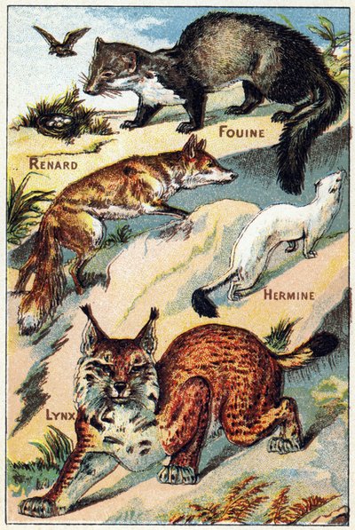 Plaat 2: Vos, Snoop, Hermelijn, Lynx. Gravure in "Syllabary alphabet all kinds of beets". Serie A. Pellerin et Cie, drukker-uitgevers, Epinal, eind 19e eeuw. Chromolithografieën. Klein 8-pagina