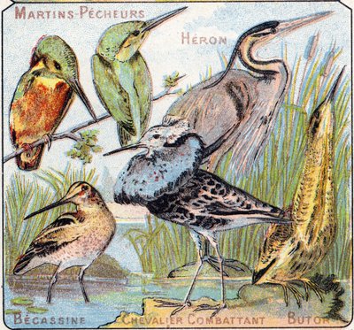 Plaat 3: IJsvogel, Reiger, Watersnip, Vechtende Ridder, Roerdomp. Gravure in "Syllabary alphabet of birds and reptiles". Serie A. Pellerin et Cie, drukkers-uitgevers, Epinal, eind 19e eeuw. Chromolithografieën. door French School