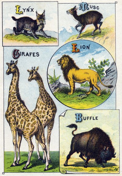 Plaat 3: Lynx, Musk, Giraffen, Leeuw, Buffel. Gravure in "Syllabary alphabet of wild animals". Serie A. Pellerin et Cie, drukkers-uitgevers, Epinal, eind 19e eeuw. Chromolithografieën. Klein 8-pagina