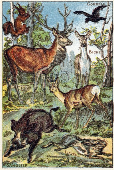 Plaat 3: Raaf, Eekhoorn, Verf, Hert, Hert, Everzwijn, Haas. Gravure in "Syllabary alphabet all kinds of beets". Serie A. Pellerin et Cie, drukker-uitgevers, Epinal, eind 19e eeuw. Chromolithografieën. Klein 8-pagina