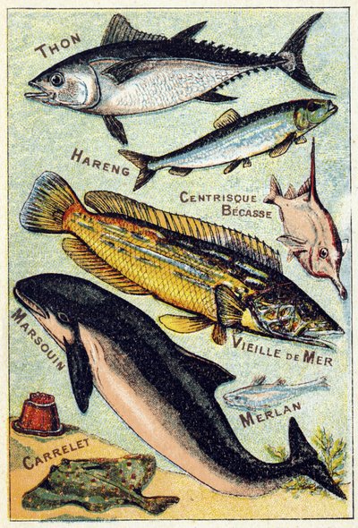 Plaat 3: Tonijn, Haring, Centric snavel, Oude Zee, Bruinvis, Wijting, Tegel. Gravure in "Syllabisch alfabet van zee- en zoetwatervissen". Serie A. Pellerin et Cie, drukkers-uitgevers, Epinal, eind 19e eeuw. Chromolithografieën. Klein 8-pagina reclamealbum door French School