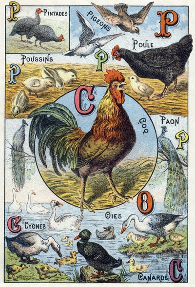Plaat 3: parelhoenders, duiven, kuikens, hen, haan, pauw, zwanen, ganzen, eenden. Gravure in "Syllabary alphabet of domestic animals and farmyard". Serie A. Pellerin et Cie, drukkers-uitgevers, Epinal, eind 19e eeuw. Chromolithografieën door French School