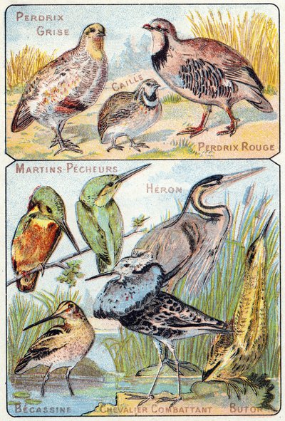 Plaat 3 boven: Grijze Patrijs, Kwartel, Rode Patrijs. Onder: IJsvogels, Reiger, Watersnip, Vechtende Ridder, Roerdomp. Gravure in "Syllabary alphabet of birds and reptiles". Serie A. Pellerin et Cie, drukkers-uitgevers, Epinal, eind 19e eeuw. Chromolithogr door French School