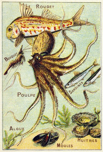 Plaat 4: Rode mul, boeket, octopus, sardines, zeewier, mosselen, oesters. Gravure in "Syllabair alfabet van zee- en zoetwatervissen". Serie A. Pellerin et Cie, drukker-uitgevers, Epinal, eind 19e eeuw. Chromolithografieën. door French School