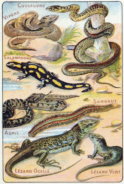 Plaat 4: Slang, Adder, Salamander, Aspic, Bloedzuiger, Ocellé Hagedis, Groene Hagedis. Gravure in "Syllabary alphabet of birds and reptiles". Serie A. Pellerin et Cie, drukkers-uitgevers, Epinal, eind 19e eeuw. Chromolithografieën. door French School