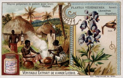 Giftige planten: aconiet en Afrikaan die gif voor hun pijlen bereidt - chromo. Liébig, eind 19e eeuw door French School