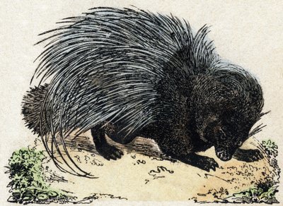 Stekelvarken. Gravure in "Alphabet des animaux sauvages". 9e Serie. Beeld van Epinal, Pellerin, drukker-uitgever, circa 1870. Gravures op hout, gestencild. 16 pagina