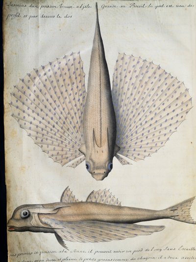 Profiel en achterkant van gevleugelde vis, Groot Eiland, Brazilië, aquarel uit logboek van Jacques Gouin de Beauchesne, kapitein van Compagnie royale de la Mer du Sud, van 1698 tot 1701, Frankrijk door French School