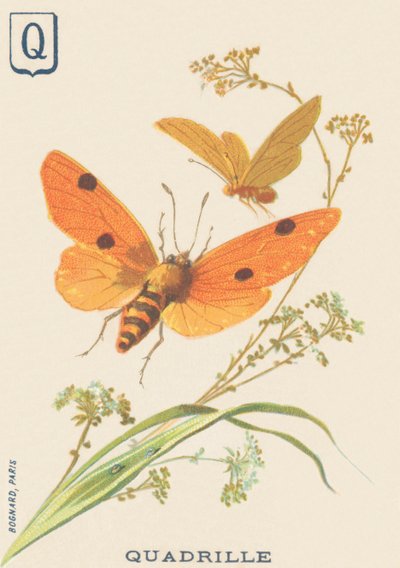 Quadrille (Lithosia quadra of Lithosie quadrille) door French School