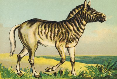 Q als Quagga (of couagga, zebra ondersoort uitgestorven in 1883) door French School