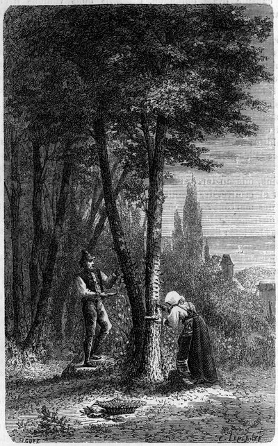 Verzameling van manna op rondbladige essen. Gravure in 