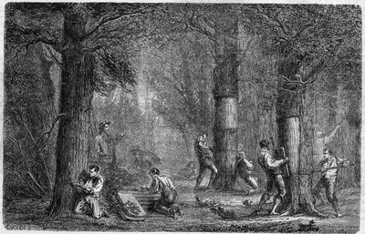 Verzameling van de schors van kurkeik. Gravure in "Histoire des plantes" door Louis Figuier gepubliceerd in "Le Monde Illustré" nr. 399 van 3 december 1864 door French School