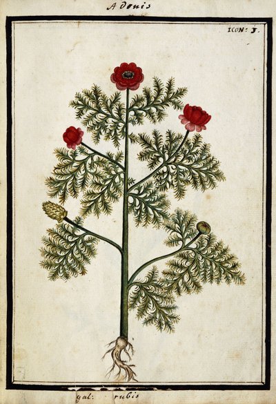 Rode Adonis, ca. 1700 door French School