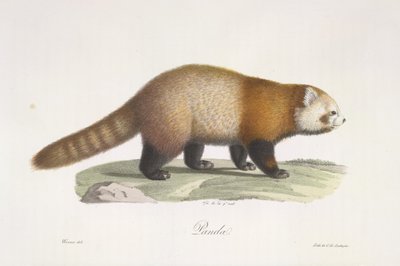 Rode panda. Ailurus fulgens, uit Histoire Naturelle des Mammifères door French School