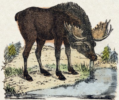 Rendier. Gravure in "Alphabet des animaux sauvages". 9e Serie. Beeld van Epinal, Pellerin, drukker-uitgever, circa 1870. Gravures op hout, gestencild. 16 pagina