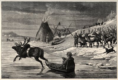 Rendierkudde in Lapland - gravure uit 