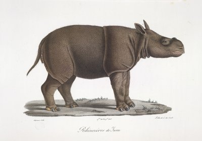 Javaanse neushoorn, uit Histoire Naturelle des Mammifères door French School
